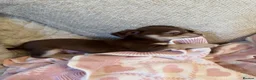 Chihuahua dogs for sale: Gorgeous chocolate tri chihuahua puppy boy - Advert 10