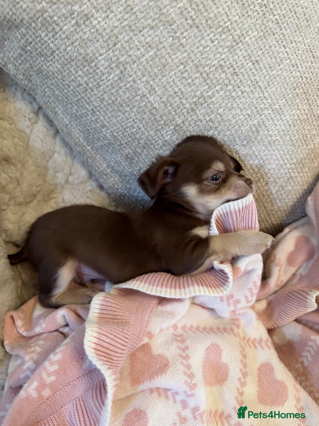 Chihuahua dogs for sale: Gorgeous chocolate tri chihuahua puppy boy - Advert 10