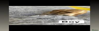 Cocker Spaniel 2