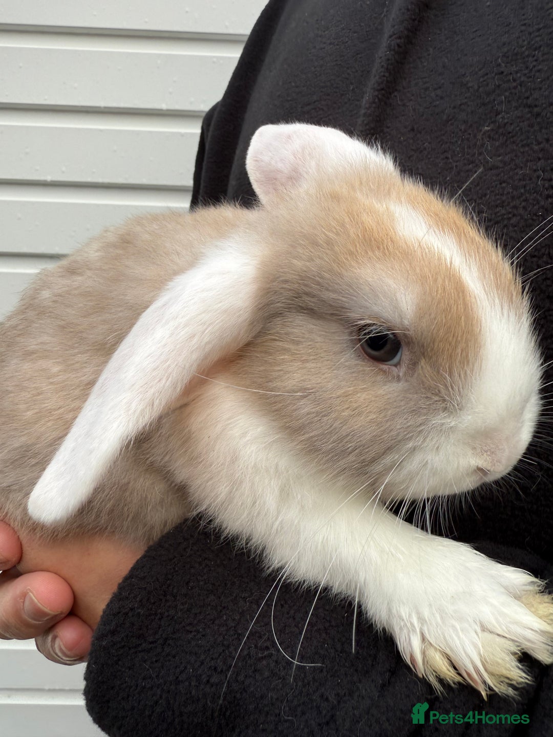 Mini Lop rabbits for sale: Pure Bred Mini Lop Babies - Ready Now - Advert 2