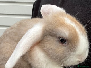 Mini Lop rabbits Pure Bred Mini Lop Babies - Ready Now - Advert 1