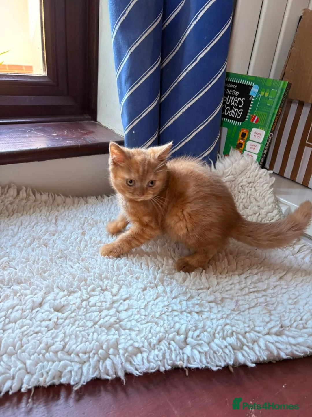 British Shorthair cats for sale: Fawn Tortie & Cinnamon Tortie sisters - Advert 26