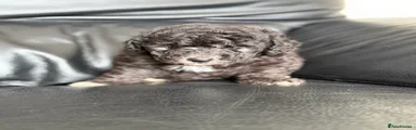 Silver male 