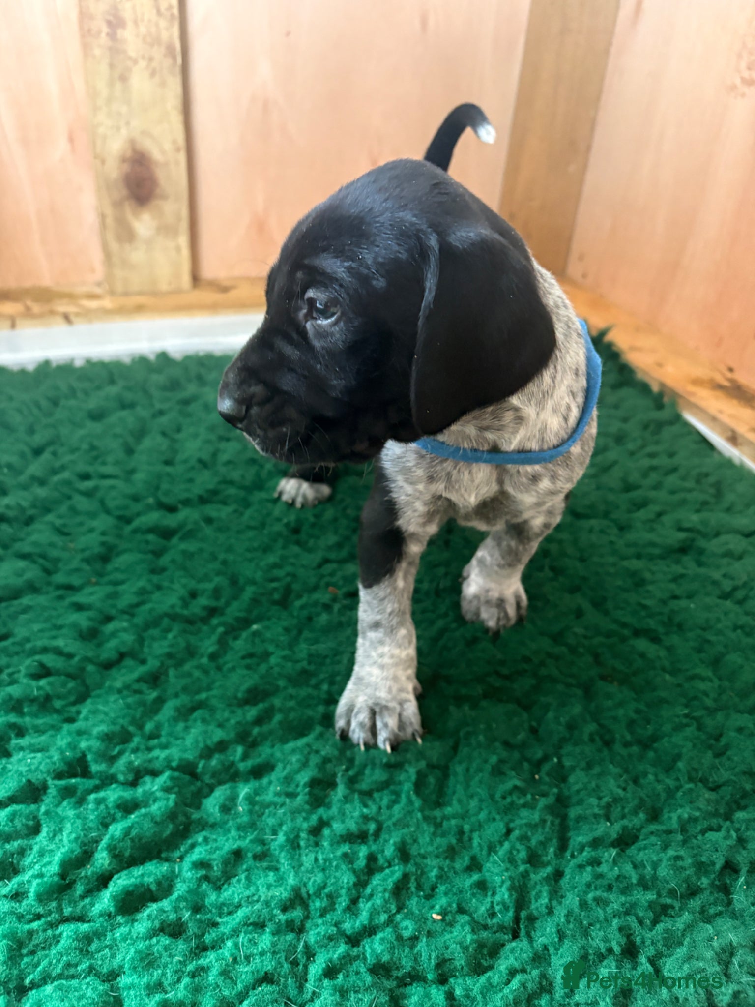 Mixed Breed dogs GSP X FOXHOUND Puppies  - Advert 17