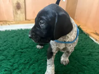 Mixed Breed dogs GSP X FOXHOUND Puppies - Advert 17