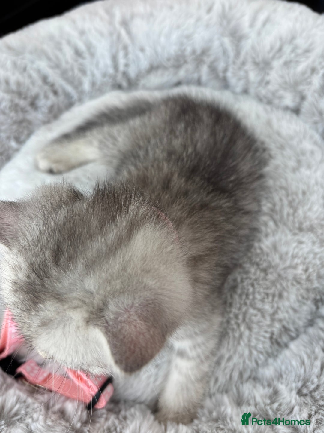 British Shorthair cats for sale: 💎Rare BSH Kittens💎Pedigree Champion Blood Line💎 - Image 9