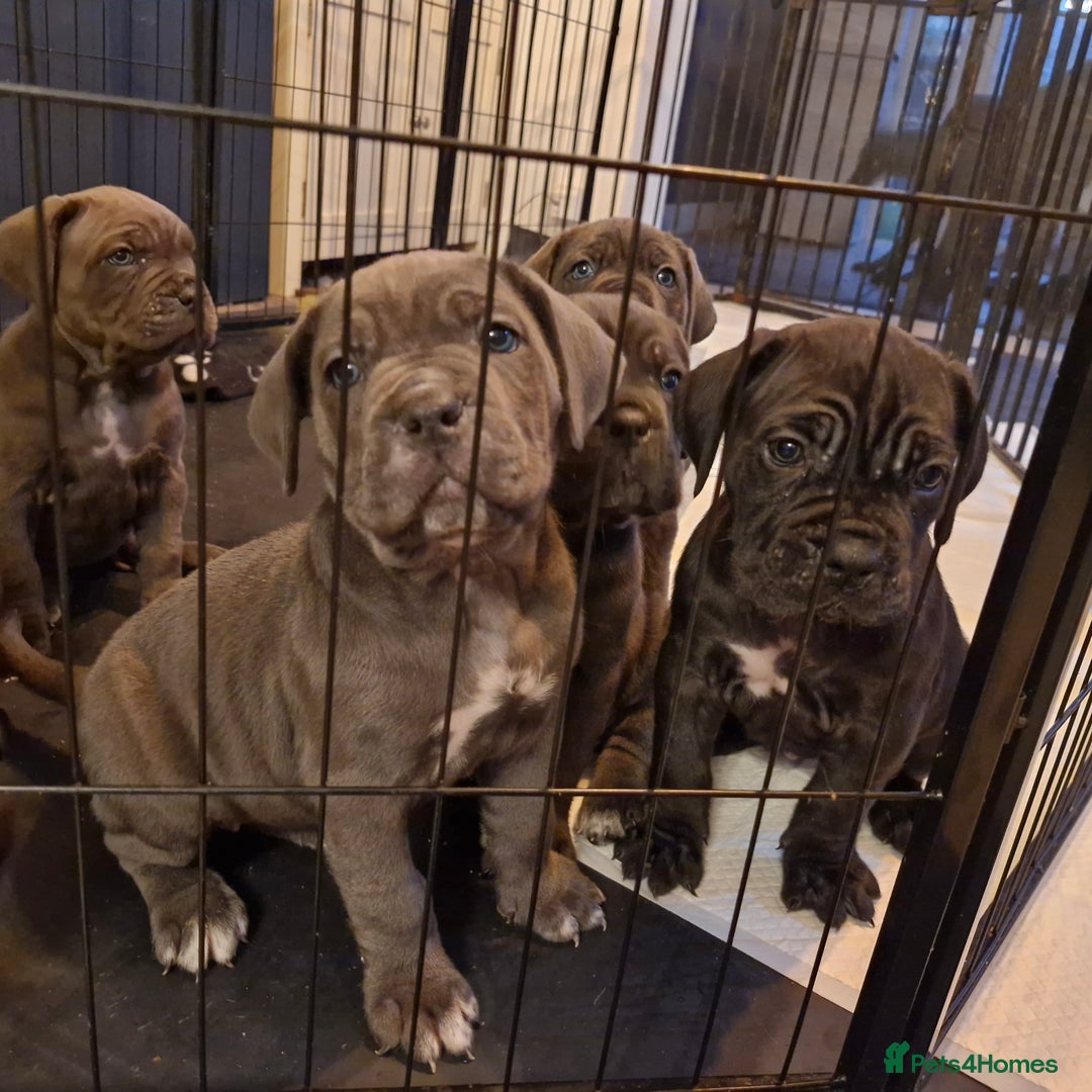 Cane Corso dogs for sale: Exceptional Quality Full Pedigree  - Advert 39