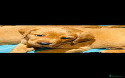 Labrador Retriever dogs for sale: Beautiful fox red and yellow lab puppies  - Image 6