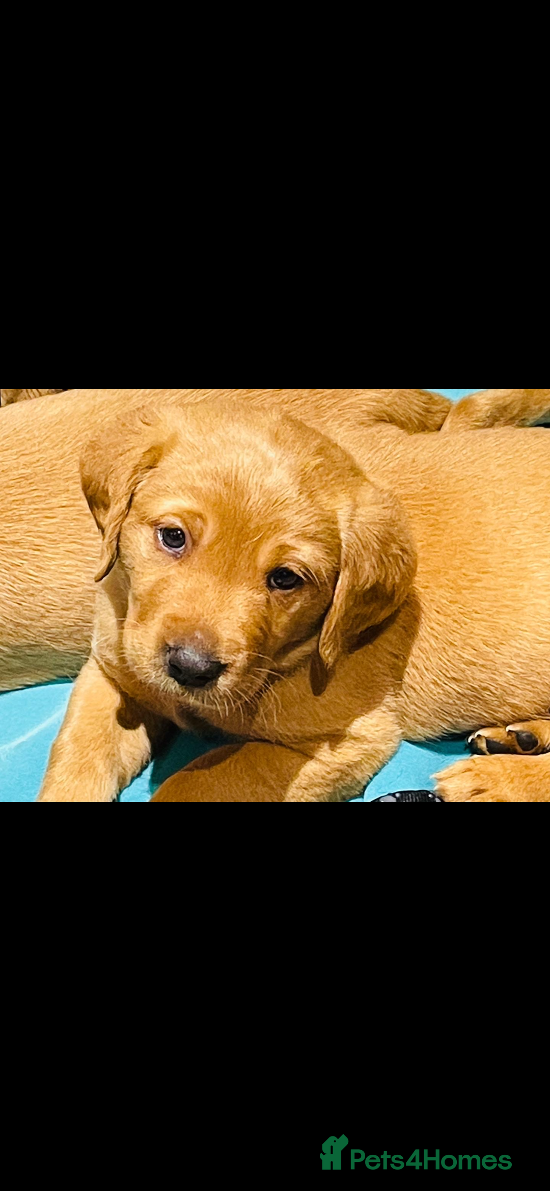 Labrador Retriever dogs for sale: Beautiful fox red and yellow lab puppies  - Image 6