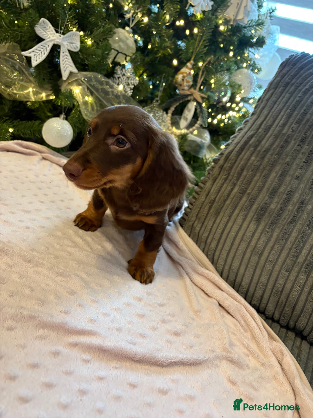 Miniature Dachshund dogs for sale: Beautiful Miniatire Dachshunds  - Advert 2