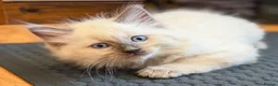Ragdoll cats for sale: 🐾 Ragdoll Kittens 🐾 - Advert 23