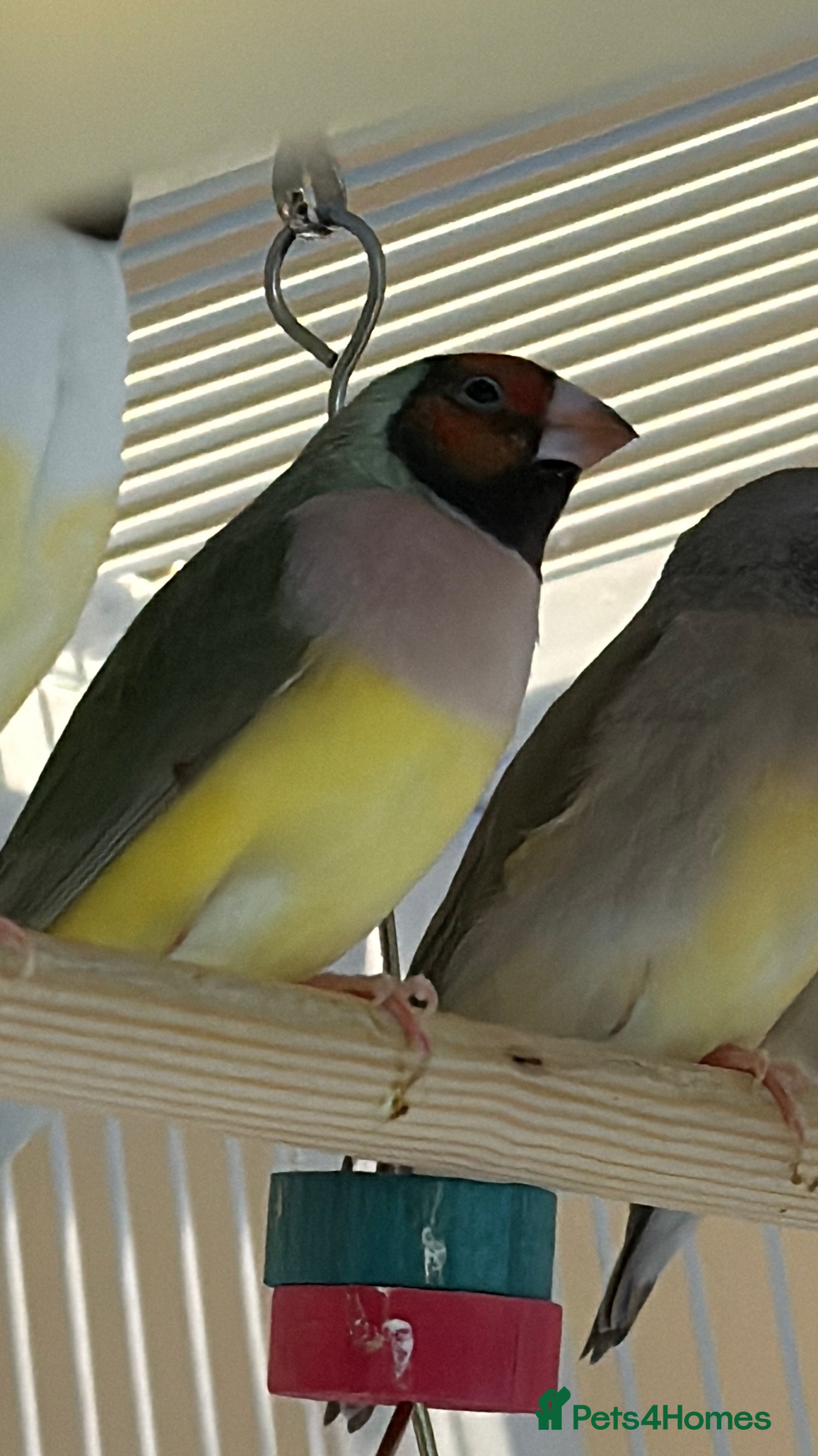 Finches birds gouildan finches available Runcorn  - Advert 5