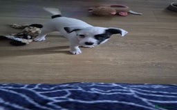 Jack Russell dogs for sale: 1 Beautiful boy Jack Russell puppy left for sale - Image 26