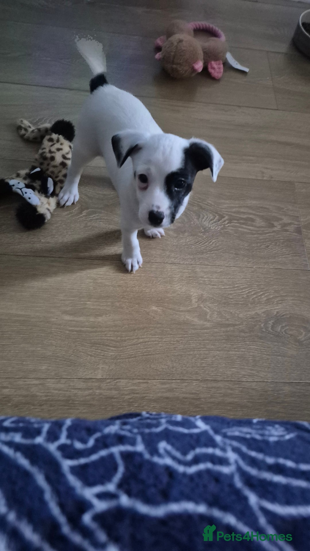 Jack Russell dogs for sale: 1 Beautiful boy Jack Russell puppy left for sale - Image 26