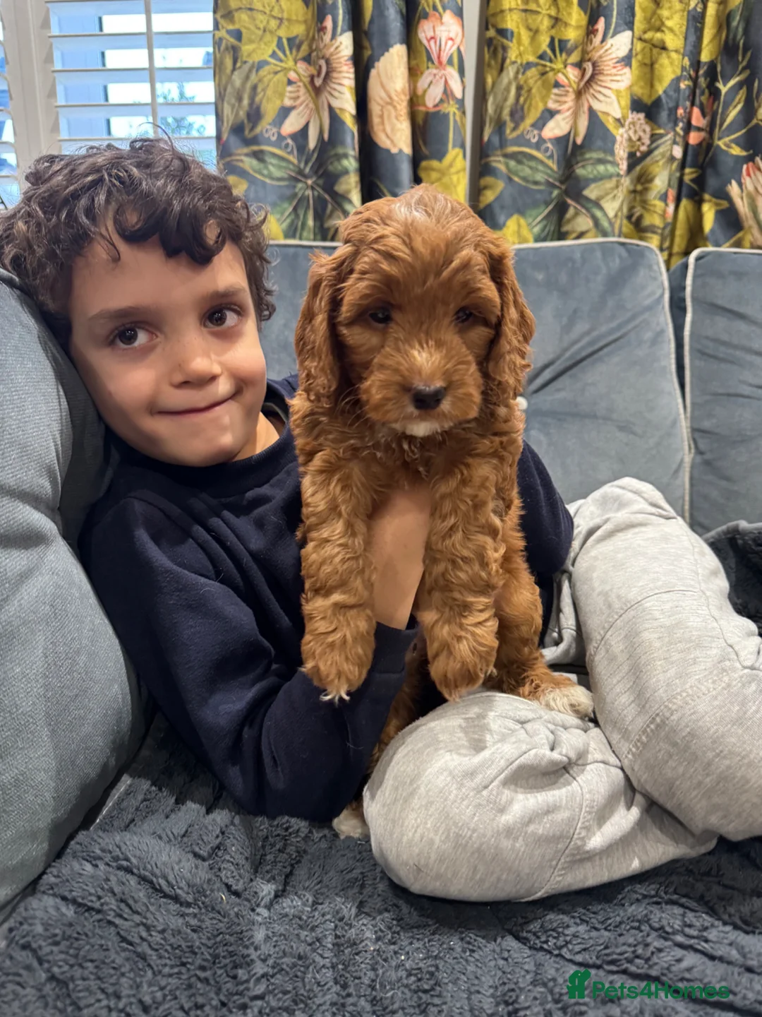 Miniature Poodle dogs for stud: William of Worcestershire non-fading poodle - Advert 15