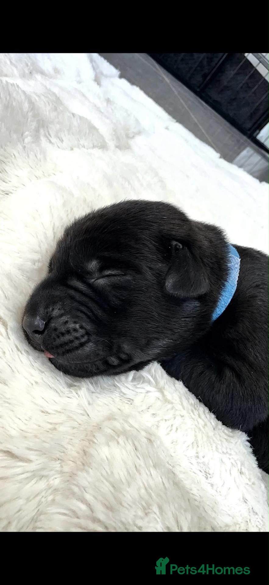 Mixed Breed dogs Canis Panther, Genesis Panther Puppies - Advert 2