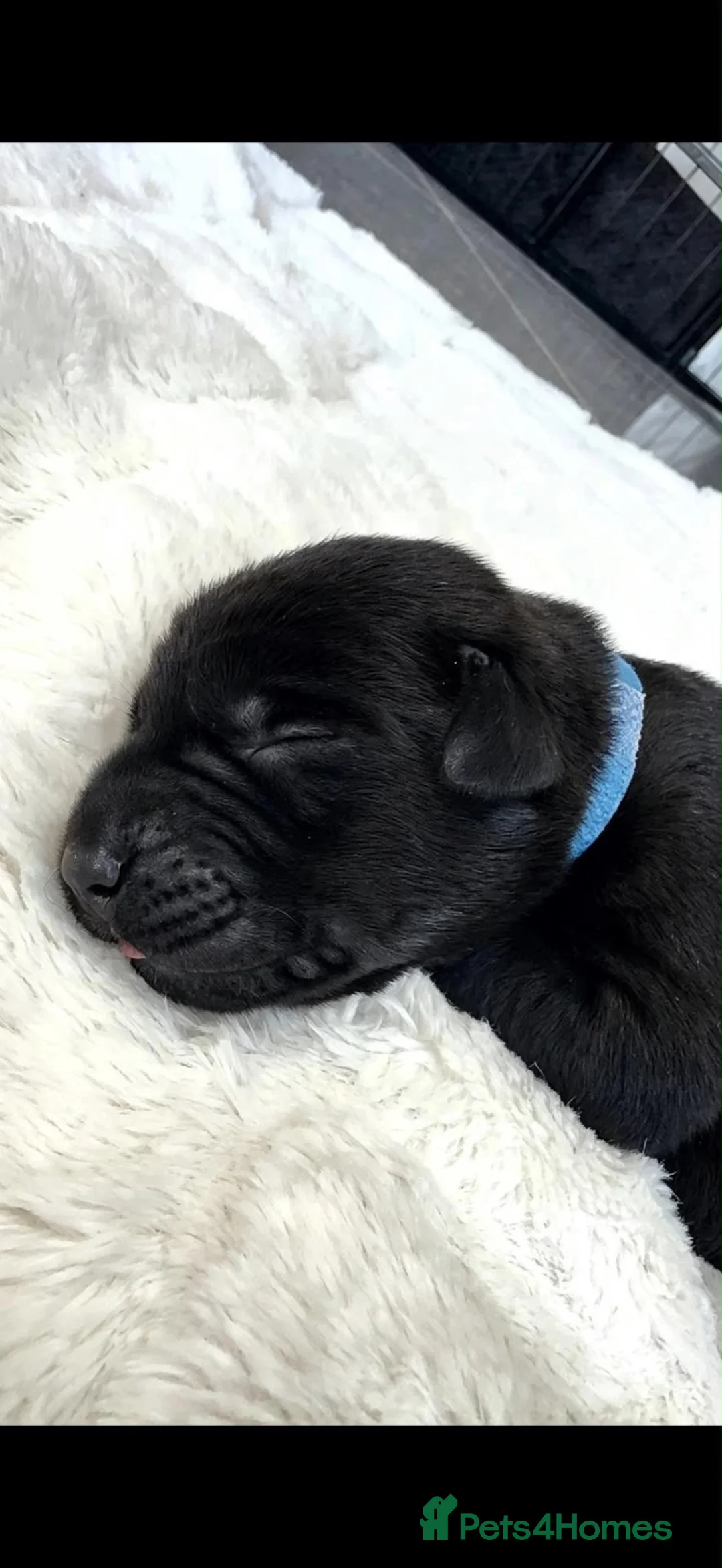 Mixed Breed dogs for sale: Canis Panther, Genesis Panther Puppies in Swanley - Advert 2
