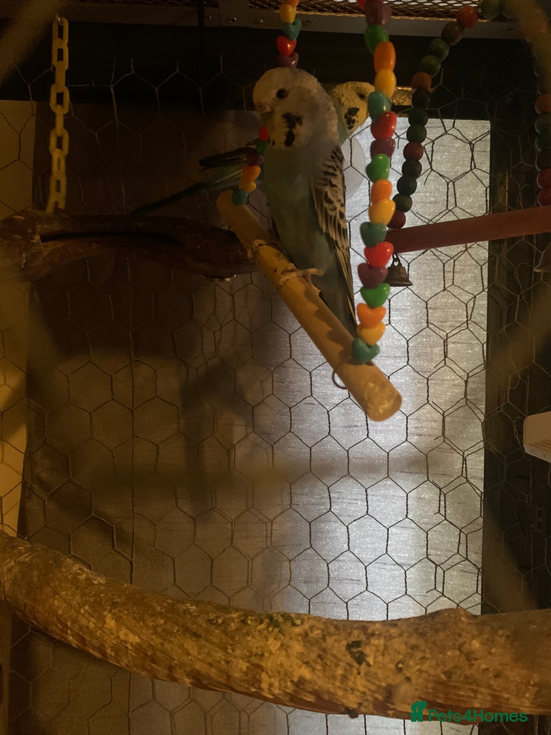 Budgerigars birds for sale: Male And Female Budgies  - Advert 1