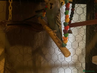 Budgerigars birds Male And Female Budgies - Advert 7