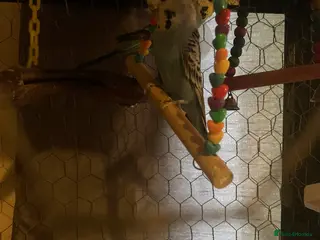 Budgerigars birds Male And Female Budgies - Advert 22