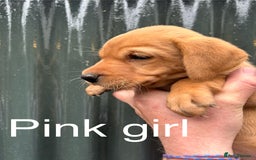 Labrador Retriever dogs for sale: Yellow/red Labrador puppies  - Image 7