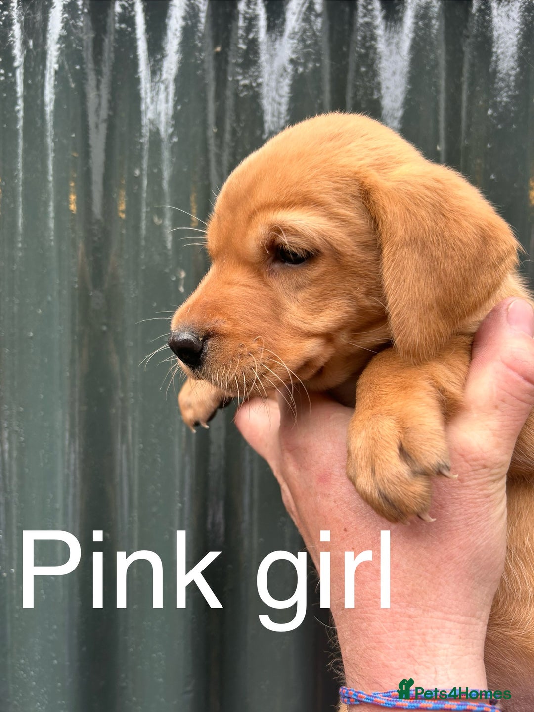 Labrador Retriever dogs for sale: Yellow/red Labrador puppies  - Image 7