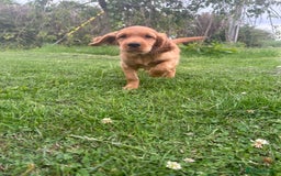 Mixed Breed dogs for sale: Rare Litter of Golden Irish puppies available  - Image 4