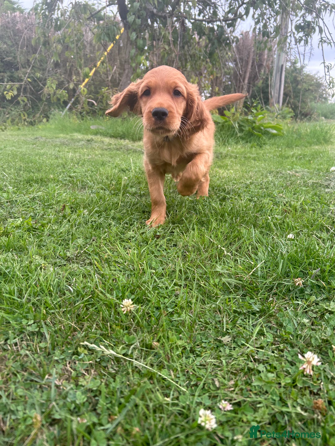 Mixed Breed dogs for sale: Rare Litter of Golden Irish puppies available  - Image 4