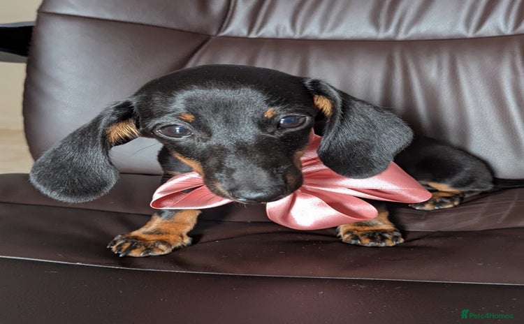 Miniature Dachshund dogs - Advert 9