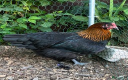 Chickens poultry for sale: Various young hens for sale  in King's Lynn - Image 2