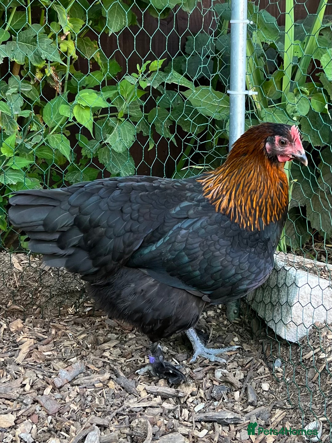 Chickens poultry for sale: Various young hens for sale  in King's Lynn - Image 2