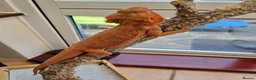 Bearded Dragon reptiles for sale: Tango in Lincoln - Advert 3