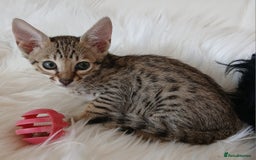 Savannah cats for sale: Stunning  Savannahs - Image 6