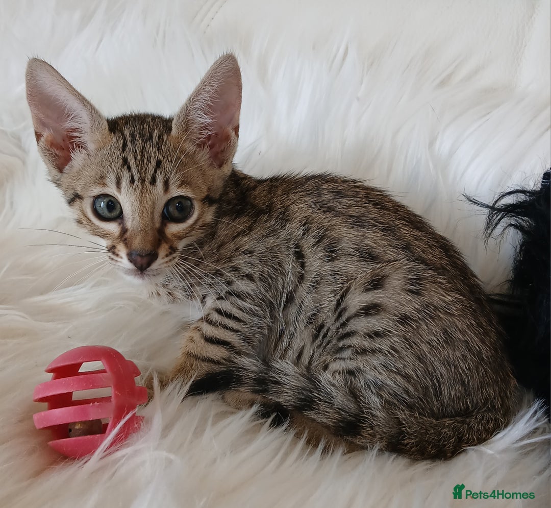 Savannah cats for sale: Stunning  Savannahs - Image 6