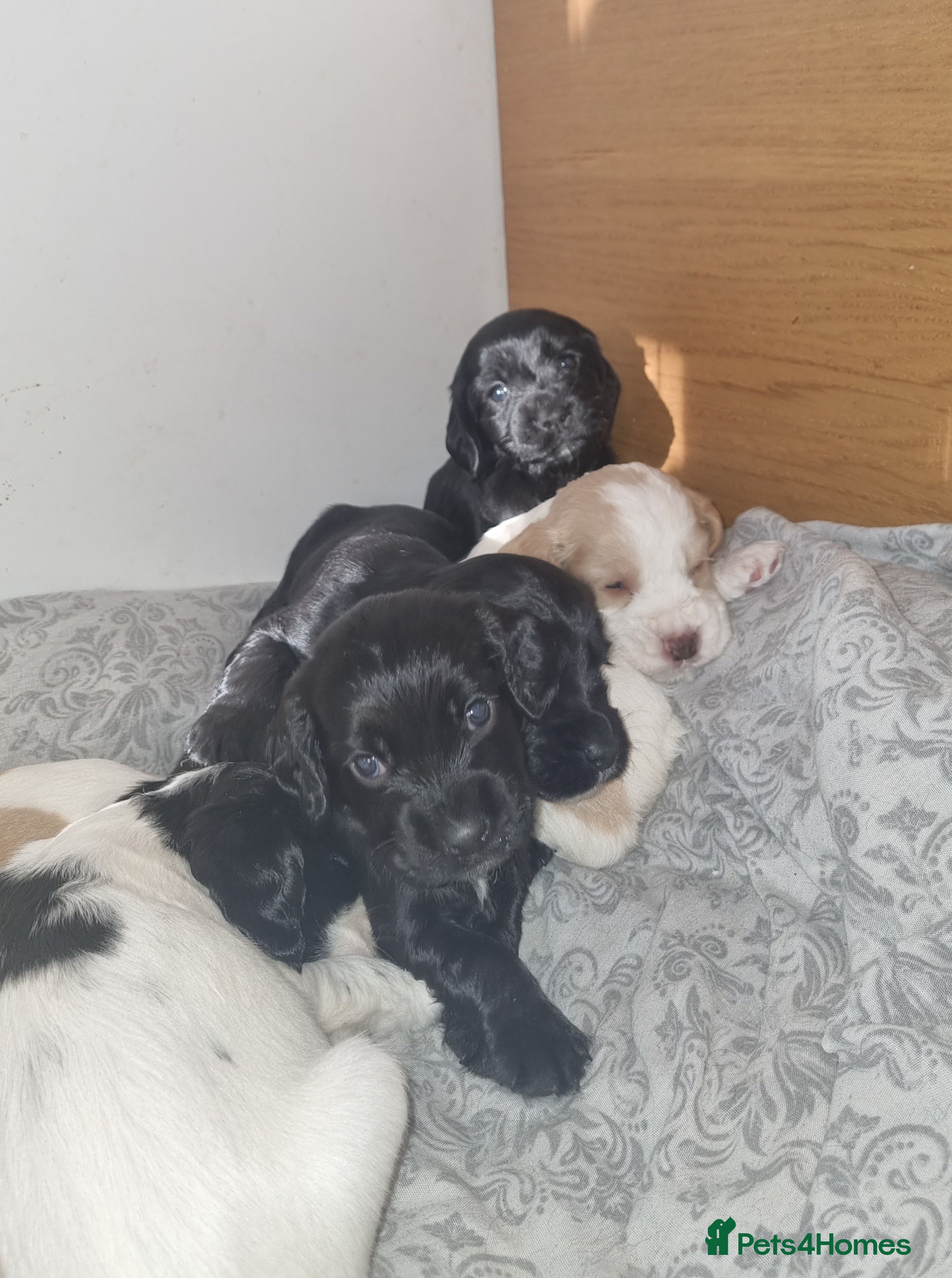 Cocker Spaniel dogs Adorable Cocker Spaniel Puppies for Sale 🐾 - Advert 2