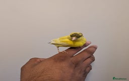 Canaries birds for sale: Yellow canary - Image 2