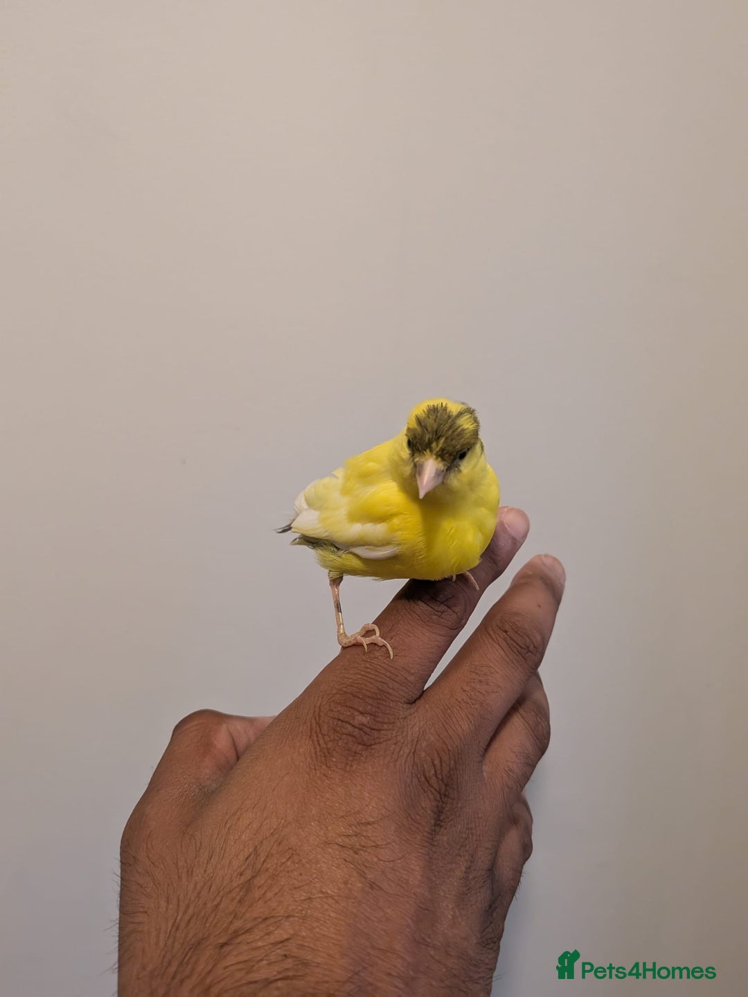 Canaries birds for sale: Yellow canary - Image 2