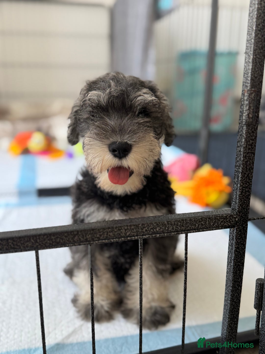 Miniature Schnauzer dogs for sale: Beautiful boy looking for his home !  - Image 9