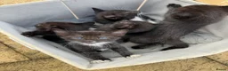 Domestic Shorthair cats for sale: Kittens for sale  in Kettering - Advert 8