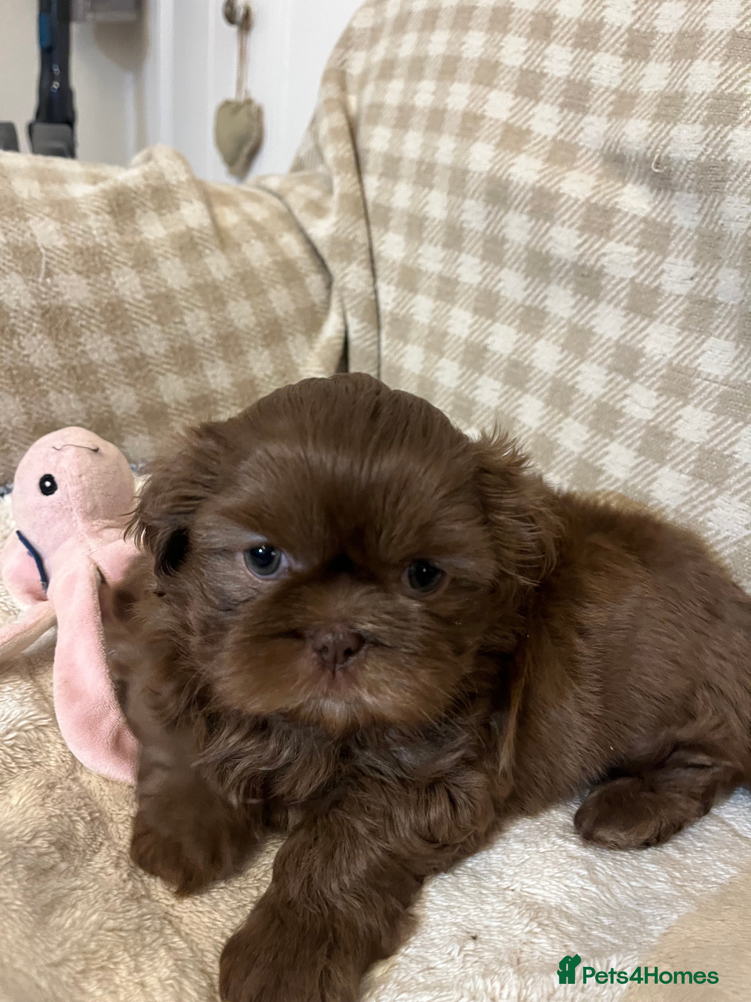 Shih Tzu dogs Adorable lavender & chocolate Shih Tzu puppies  - Advert 13