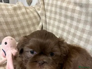 Shih Tzu dogs Adorable lavender & chocolate Shih Tzu puppies - Advert 13