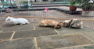 Lionhead rabbits - Advert 4