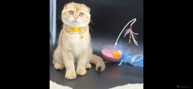 Scottish Fold cats Scottish Fold Kittens with TICA Registration - Advert 3