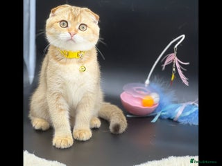 Scottish Fold cats Scottish Fold Kittens with TICA Registration - Advert 5