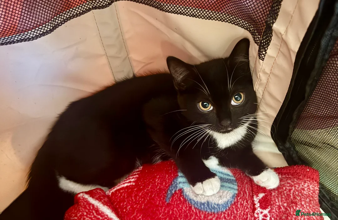 Mixed Breed cats for sale: Elmo and Pixie  in Sutton Coldfield - Advert 7