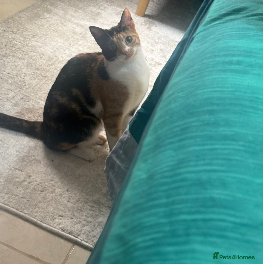 Mixed Breed cats for adoption: [Indoors Only] Mishu - Charming loving girl - Image 8