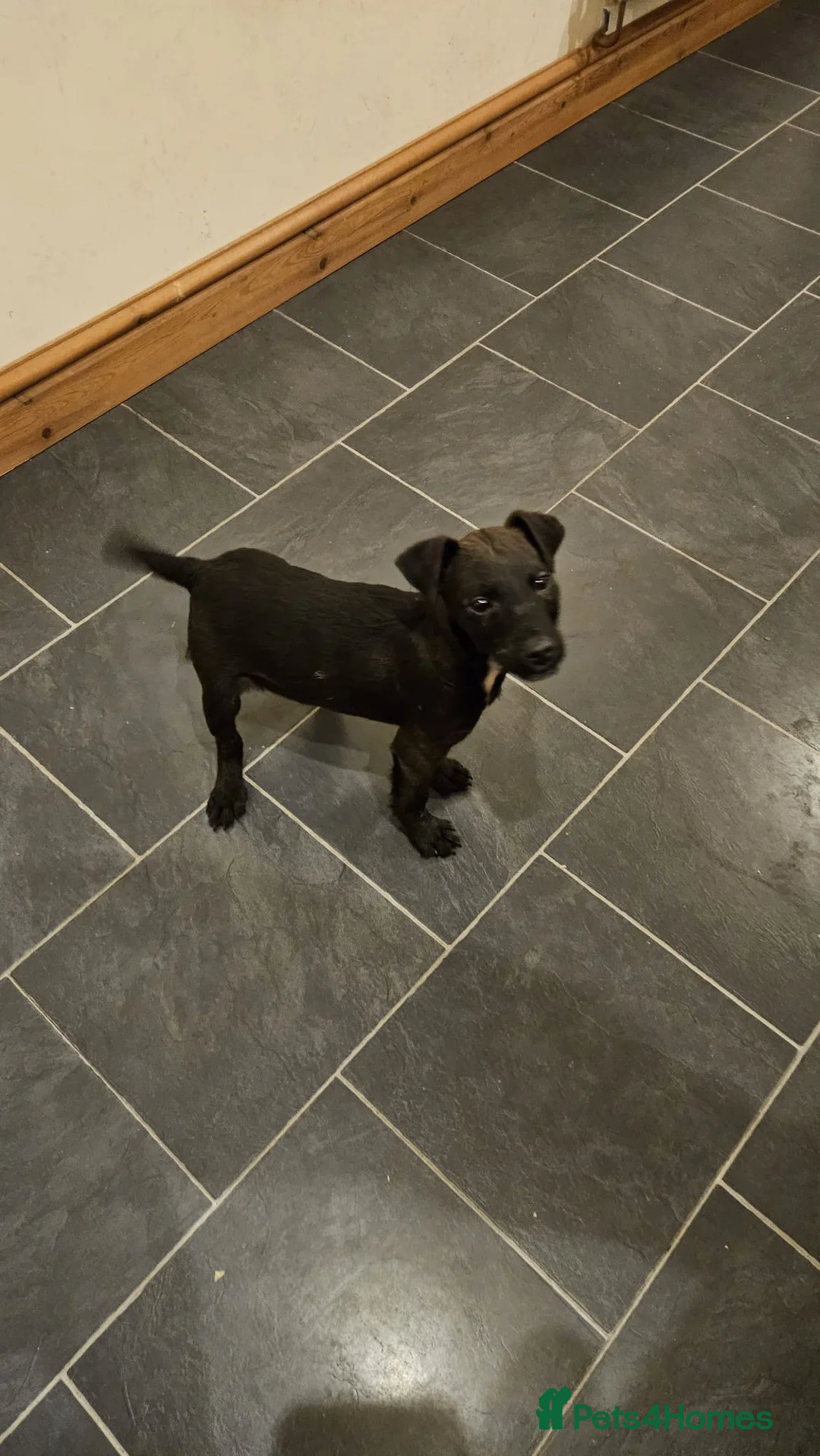 Patterdale Terrier dogs for sale: 13 week old Patterdale dog pup. - Advert 4