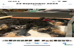 Schnoodle dogs for sale: Miniature Schoodle puppies - Image 34