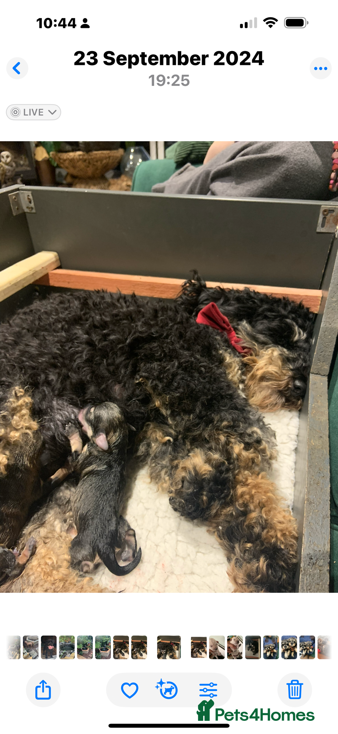Schnoodle dogs for sale: Miniature Schoodle puppies - Image 34