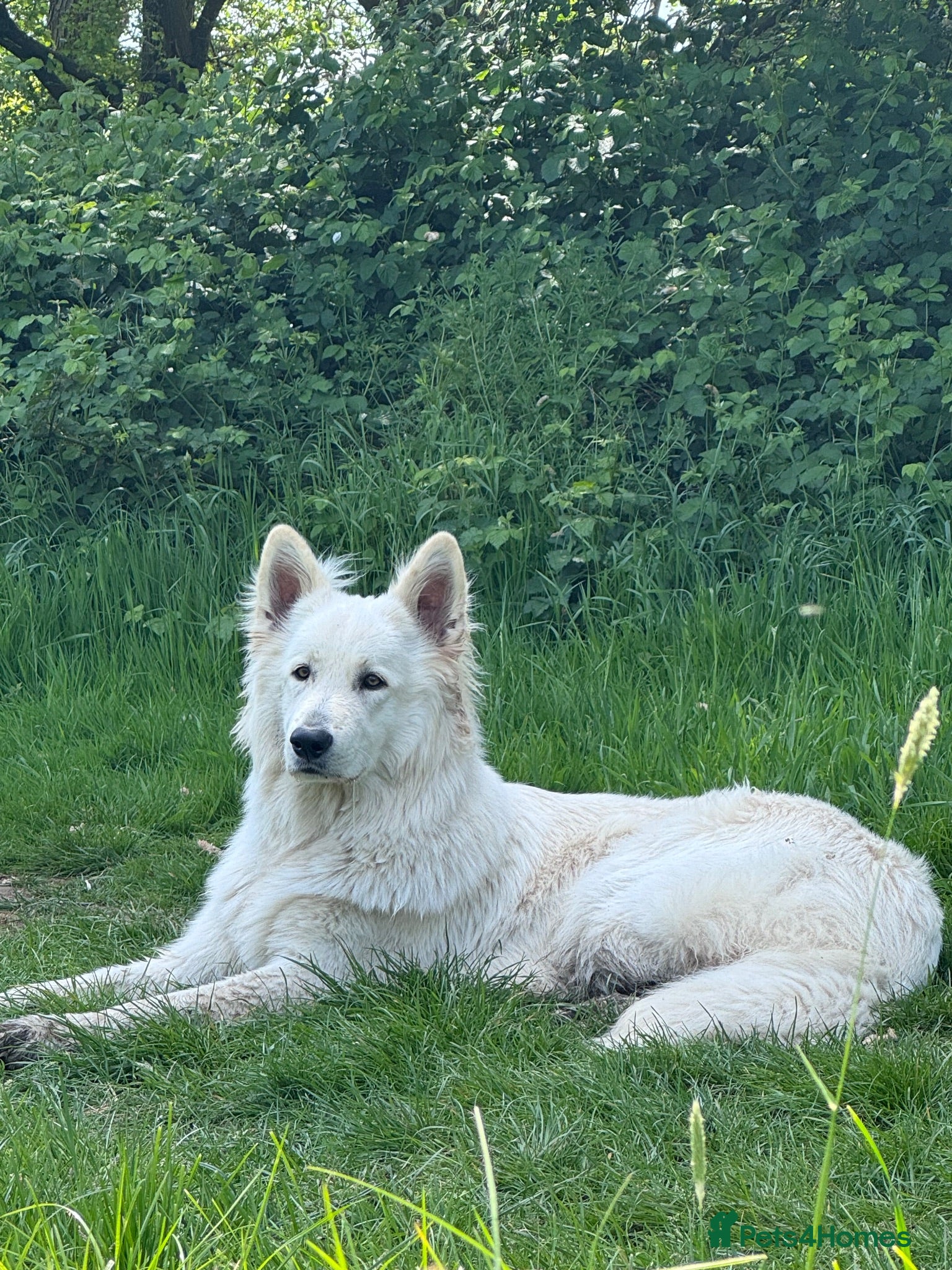 White Swiss Shepherd dogs White Swiss Shepherd Stud  - Advert 3